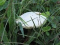 White mushroom on a green meadow