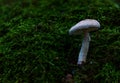 White mushroom green moss closeup Royalty Free Stock Photo