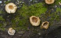 White mushroom and green moss on an old tree bark Royalty Free Stock Photo