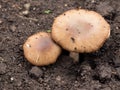 white mushroom on a ground