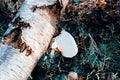 White Mushroom Growing On Birch Bark