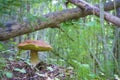 White mushroom growing in a forest. Boletus edulis mushroom.