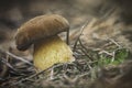 white mushroom growing in the forest, photo using the focus stack, very high quality