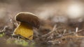 white mushroom growing in the forest, photo using the focus stack, very high quality