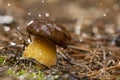 white mushroom growing in the forest, photo using the focus stack, very high quality