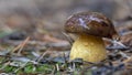 white mushroom growing in the forest, photo using the focus stack, very high quality