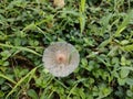 A white mushroom growing among the grass in the yard Royalty Free Stock Photo