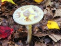 Mushroom growing in the woods Royalty Free Stock Photo