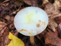 Mushroom growing in the woods Royalty Free Stock Photo