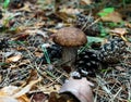 White mushroom growing among the needles and pine cone in the forest Royalty Free Stock Photo