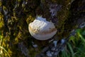 White mushroom growing on old tree moss covered Royalty Free Stock Photo