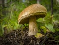 A white mushroom grows in the forest, on a hill. Royalty Free Stock Photo