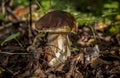 White mushroom grows in the forest among old leaves and grass Royalty Free Stock Photo