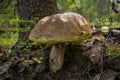 A porcini mushroom grows in the forest, which does not hide at all.