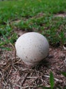 White mushroom growth at ground