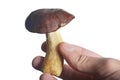 White mushroom in hand isolate Royalty Free Stock Photo
