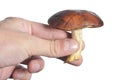 White mushroom in hand isolate Royalty Free Stock Photo
