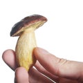 White mushroom in hand isolate Royalty Free Stock Photo
