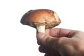 White mushroom in hand isolate Royalty Free Stock Photo