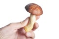 White mushroom in hand isolate Royalty Free Stock Photo