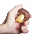 White mushroom in hand isolate Royalty Free Stock Photo