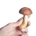 White mushroom in hand isolate Royalty Free Stock Photo