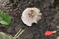 White Mushroom High Angle Shot.