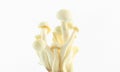 White mushroom isolate Royalty Free Stock Photo