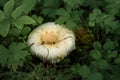White mushroom Lactarius resimus in wet forest close-up