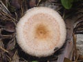 White mushroom Lactarius resimus in wet forest close-up, selective focus, shallow DOF