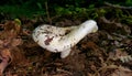 White mushroom Lactarius Vellereus close-up on forest ground.