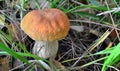 White mushroom lat. Boletus edulis or Borovik. Close-up photo.