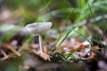 White Mushroom between leaves Royalty Free Stock Photo