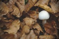 White mushroom on leaves in autumn