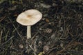 White mushroom in May and three snails