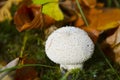 White mushroom in the woods. Royalty Free Stock Photo