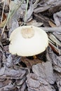 White mushroom on the mulch Royalty Free Stock Photo