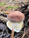 White mushroom. Pine forest