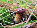 White mushroom. Pine forest