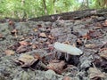 The white mushroom pluteus petasatus grows in dry, muddy soil Royalty Free Stock Photo