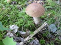 White mushroom Royalty Free Stock Photo
