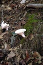 White Mushroom Royalty Free Stock Photo