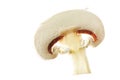 White mushroom slice, close-up Royalty Free Stock Photo