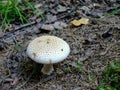 White mushroom