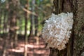 White mushroom on a tree trunk. Saprotrophic fungus. Royalty Free Stock Photo
