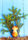 White mushroom under spruce on a wooden background style flat top view of the forest cover of the magazine book Royalty Free Stock Photo