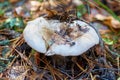 White mushroom in the forest on the background of grass and pine needles. Nature Background Royalty Free Stock Photo