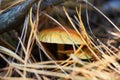 White mushroom in the forest on the background of grass and pine needles. Nature Background Royalty Free Stock Photo