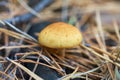 White mushroom in the forest on the background of grass and pine needles. Nature Background Royalty Free Stock Photo