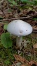 White Mushroom in the Woods Royalty Free Stock Photo